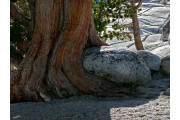 Каменное дерево